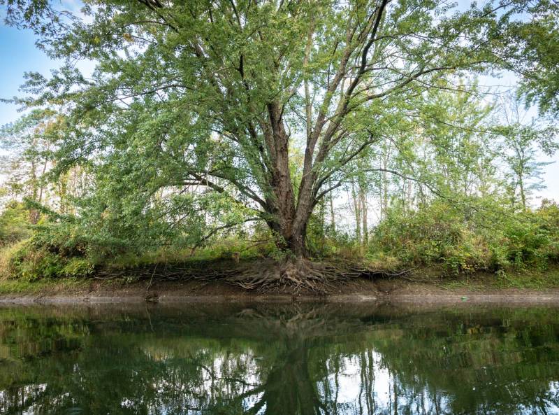 A beautiful green tree on the bank of Otter Creek with exposed roots and blue sky above