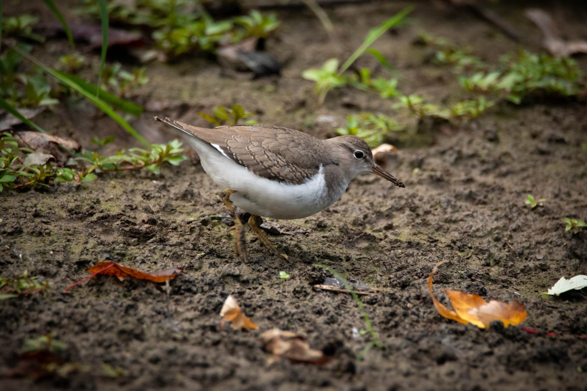 Close-up of a Spotted Sandpiper foraging along a muddy riverbank with its long beak.