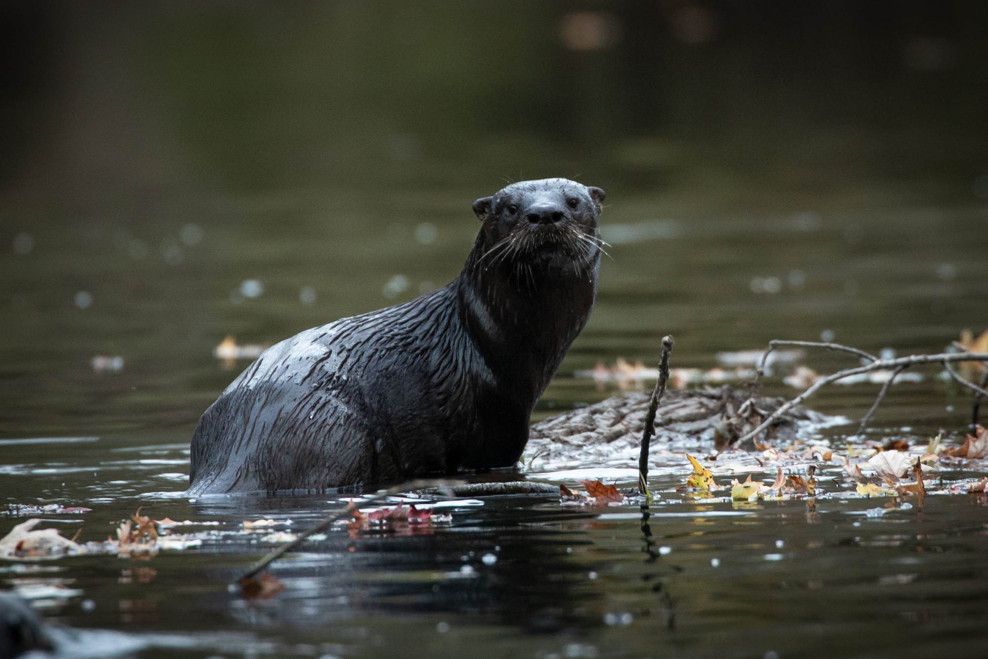 A river otter surveys me from a half-submerged log in the water