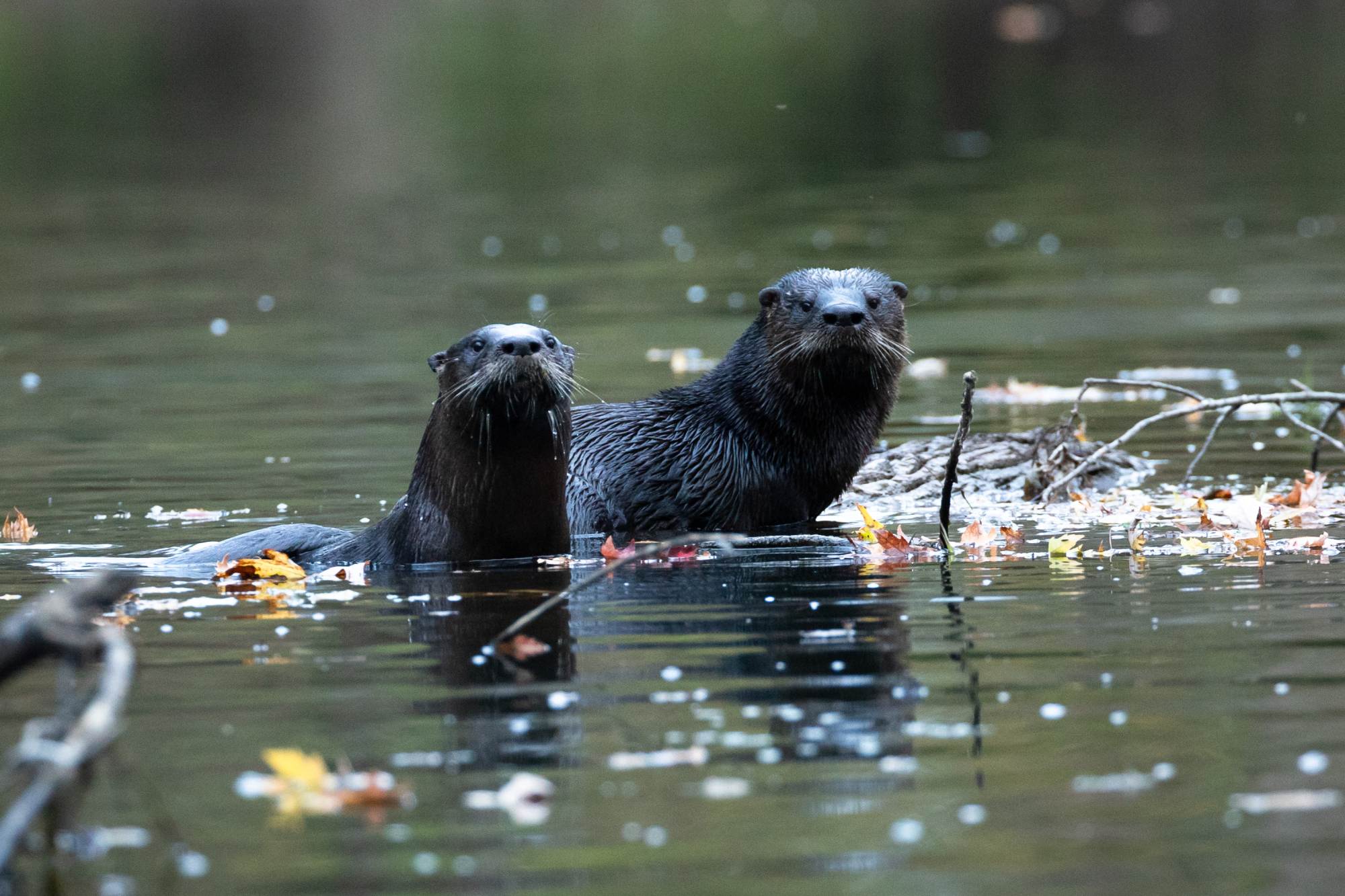 Two river otters look directly at the camera from the water