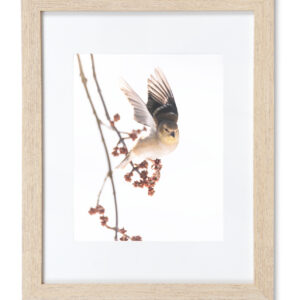 Goldfinch in Winter - Framed Print 11 x 14 inches