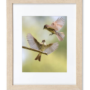 Phoebes in Spring - Frame print 11 x 14 inches